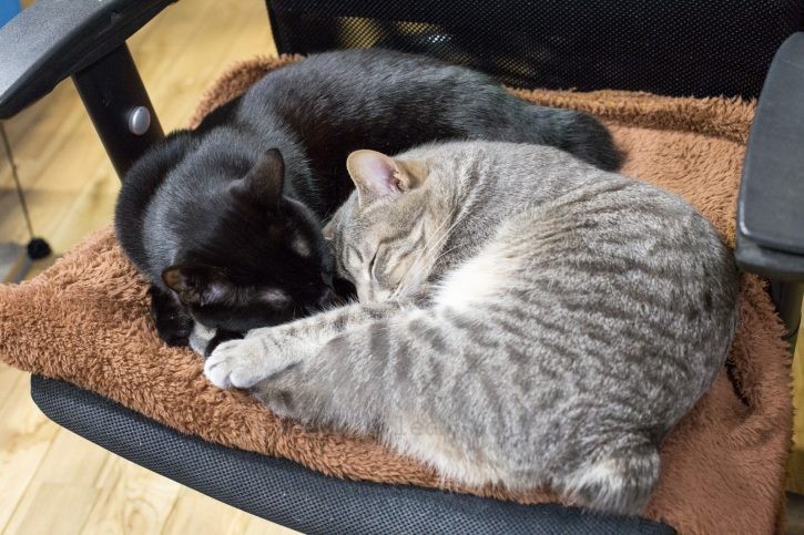 椅子で仲良く眠る2人。