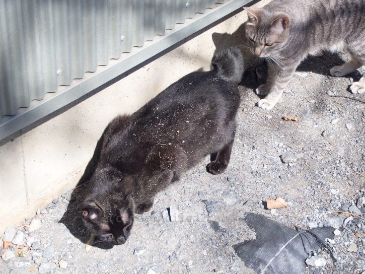 ほら汚れちゃった。