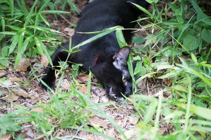 またセミを見つけたバルちゃん。