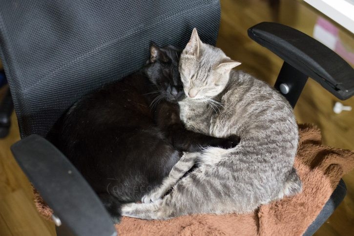 椅子で仲良く寝るメルバルちゃん。