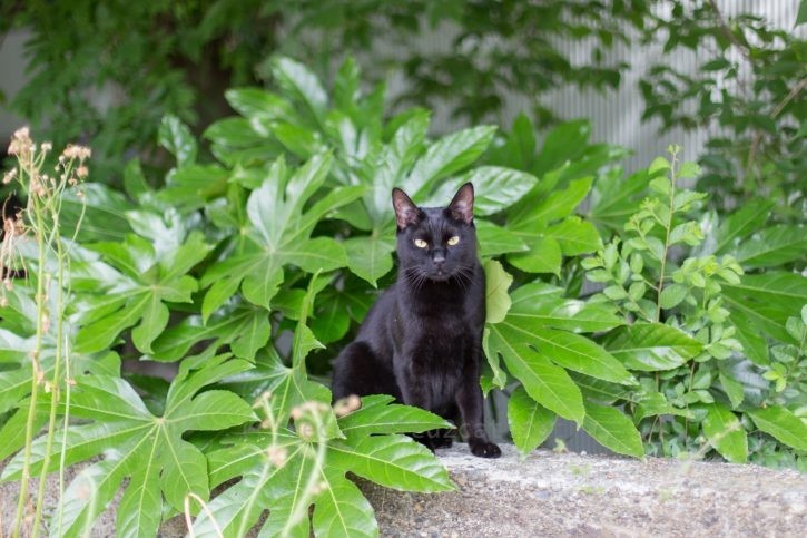 バルちゃん出てきた。