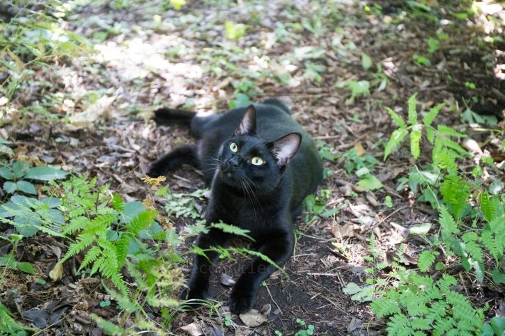 何かを見上げるバルちゃん。