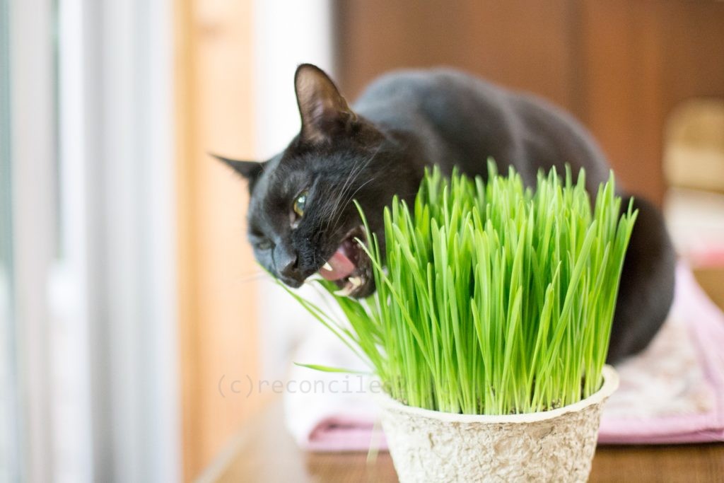 猫草を食べるバルちゃん。