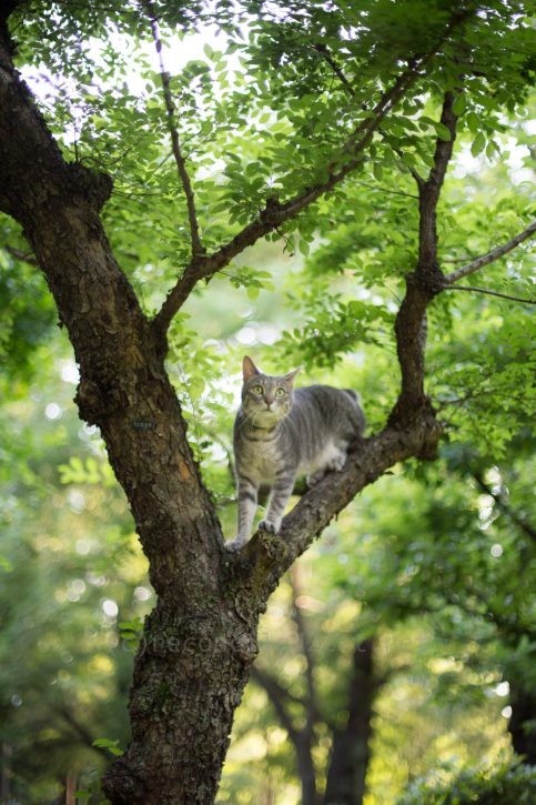 木登りメルちゃん。
