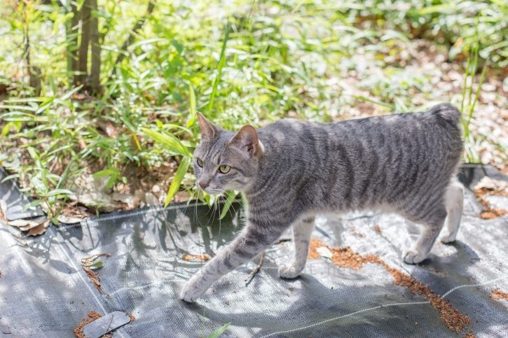 庭をパトロールするメルちゃん。