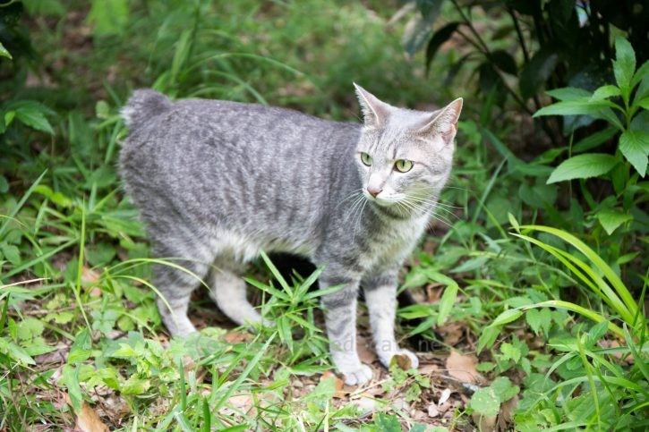 散歩中メルちゃん。