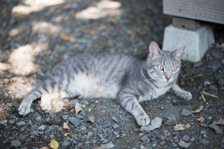 地面で休憩メルちゃん。