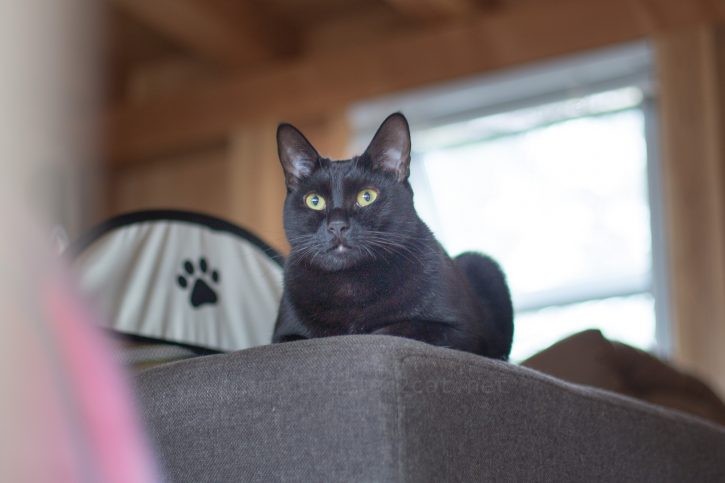 2階でくつろぐバルちゃん。