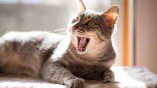 あくびメルちゃん。