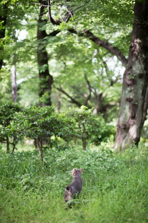 緑の中のメルちゃん。