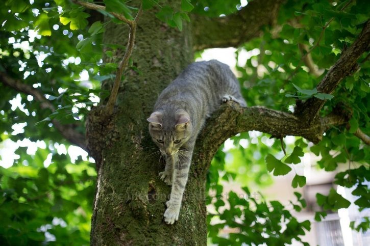 登った木から下りるメルちゃん。