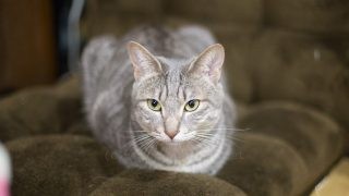 メルちゃん様。