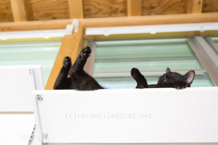 キャットウォーク上で転がるバルちゃん。