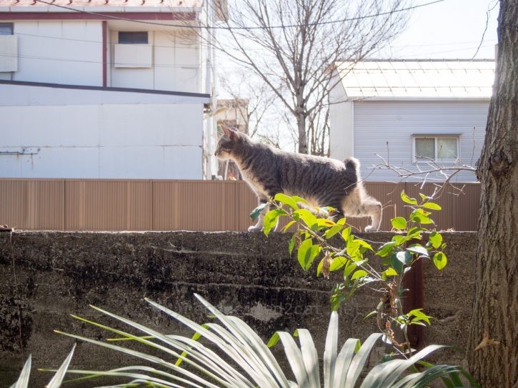 塀の上を歩く。