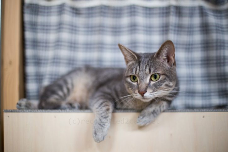 棚の上でくつろぐメルちゃん。