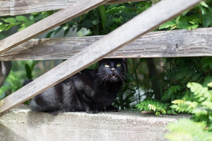 鳥さんを見つけたバルちゃん。
