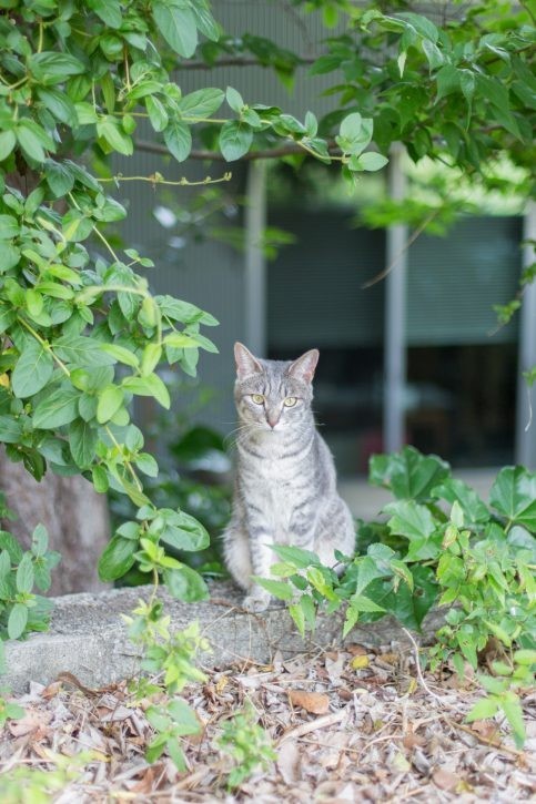 庭の外側を眺めるメルちゃん。