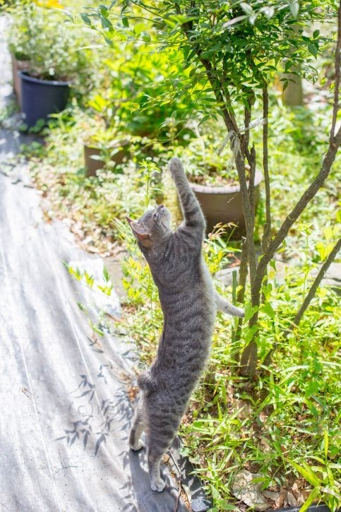 庭木の手入れをするメルちゃん。