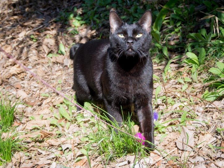 外でおもちゃで遊ぶ。