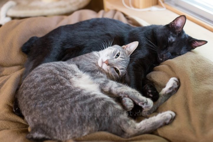 仲良く休むメルバルちゃん。