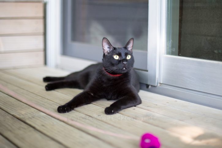 おもちゃで遊んだバルちゃん。