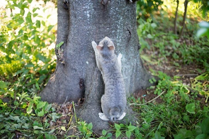 この木はでかすぎてちょっと登れないメルちゃん。