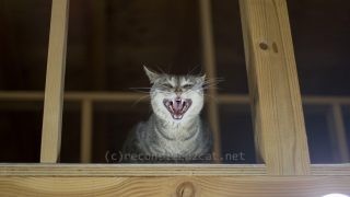 デビルマンメルちゃん。